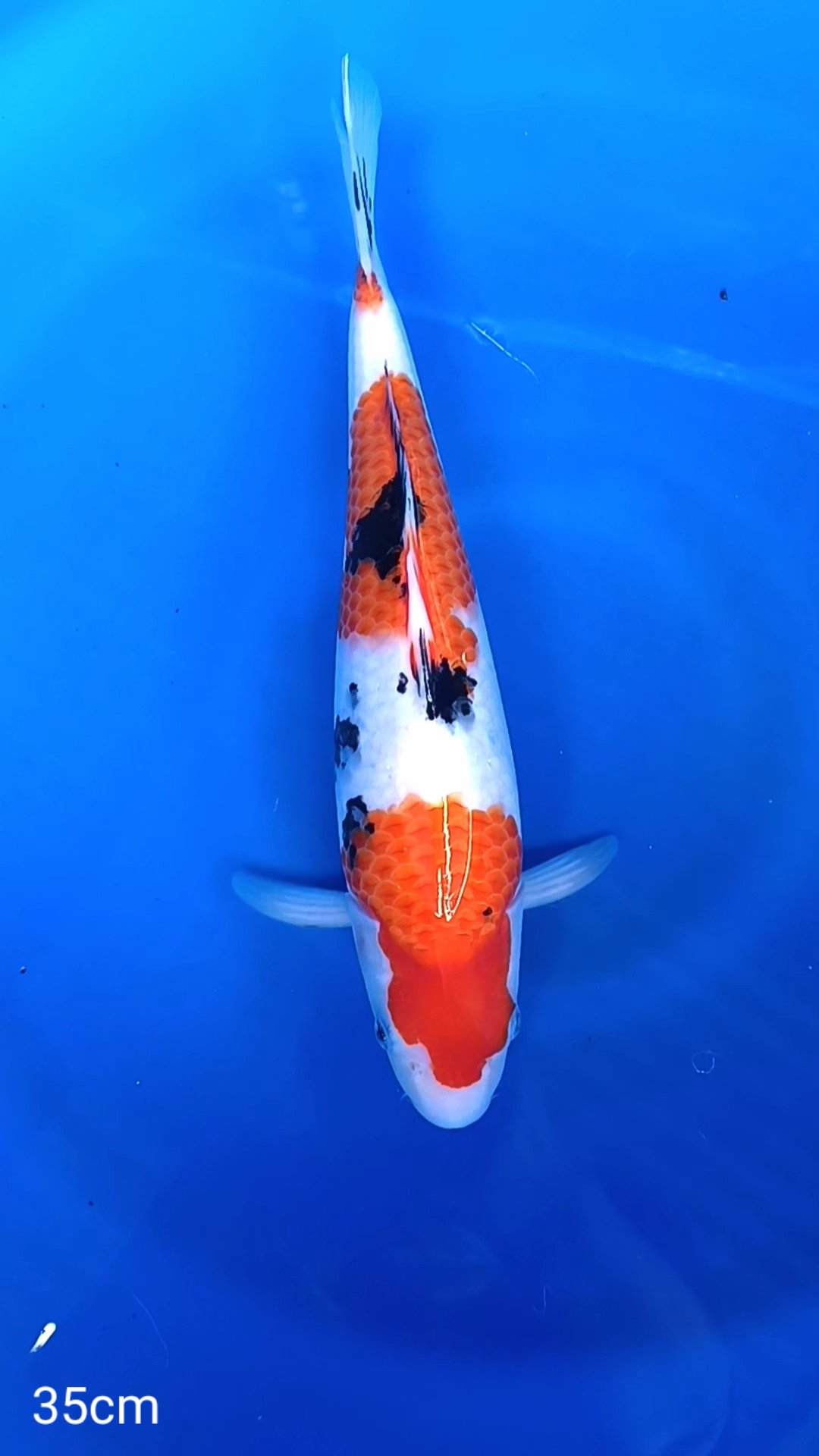 SANKE 35cm