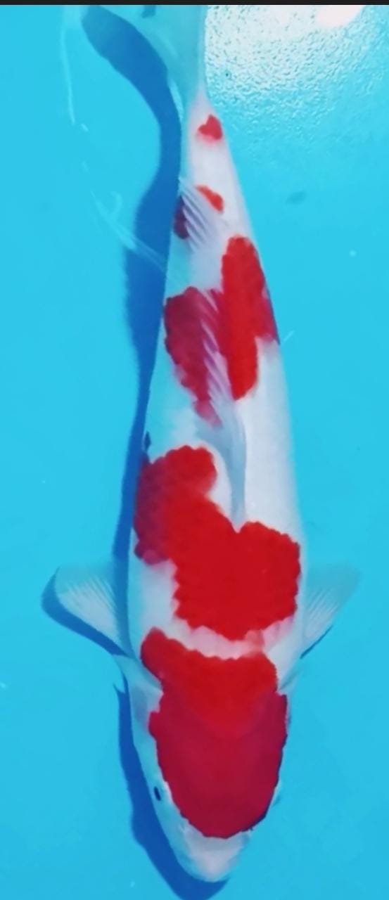 KOHAKU 30cm