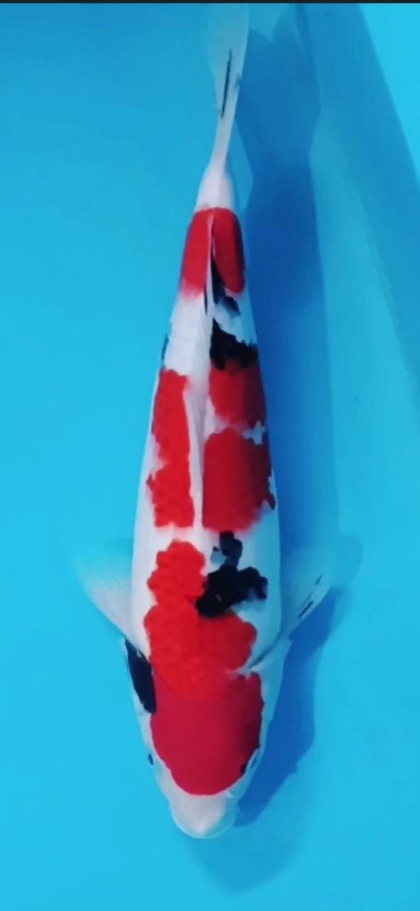 SANKE 35cm
