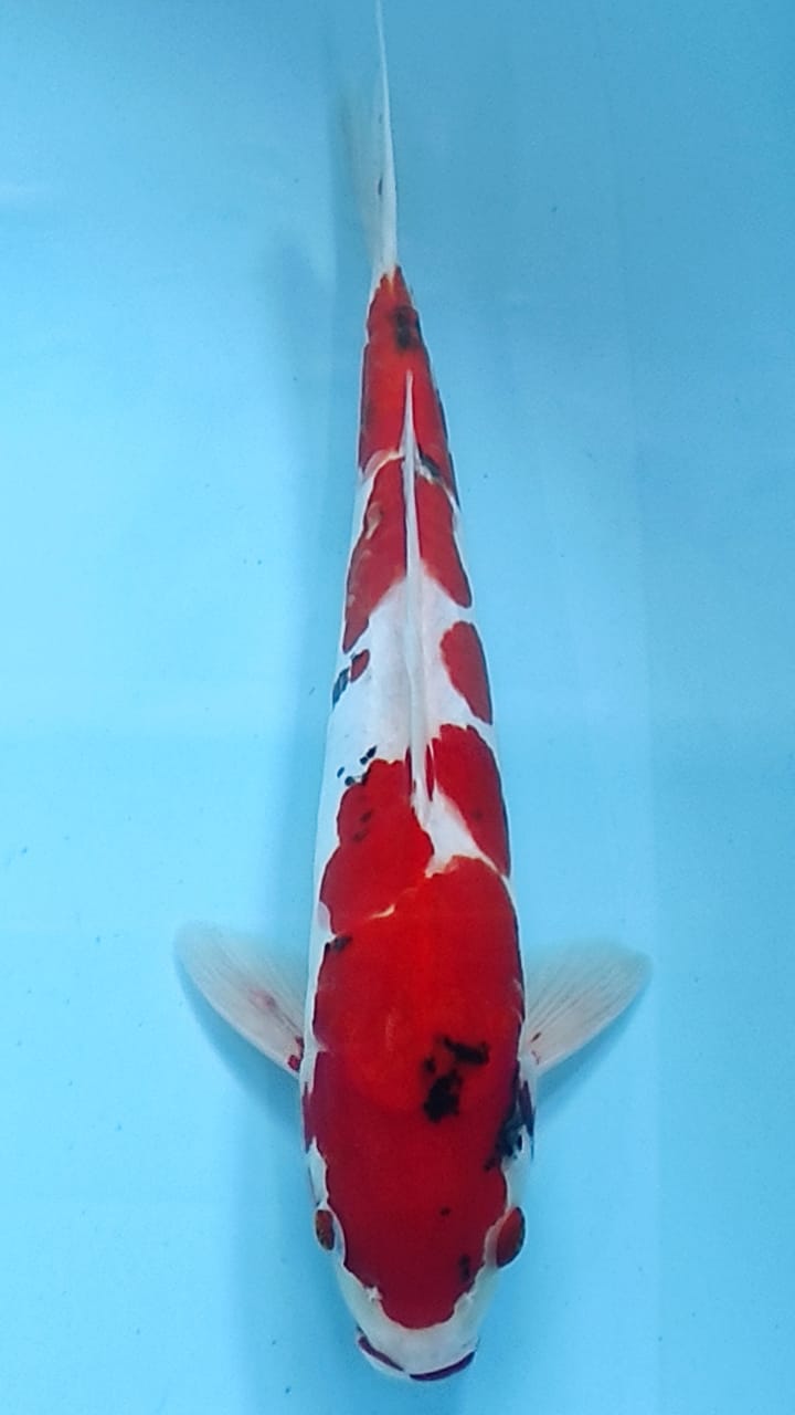 SANKE DOITSU STRONG 32cm