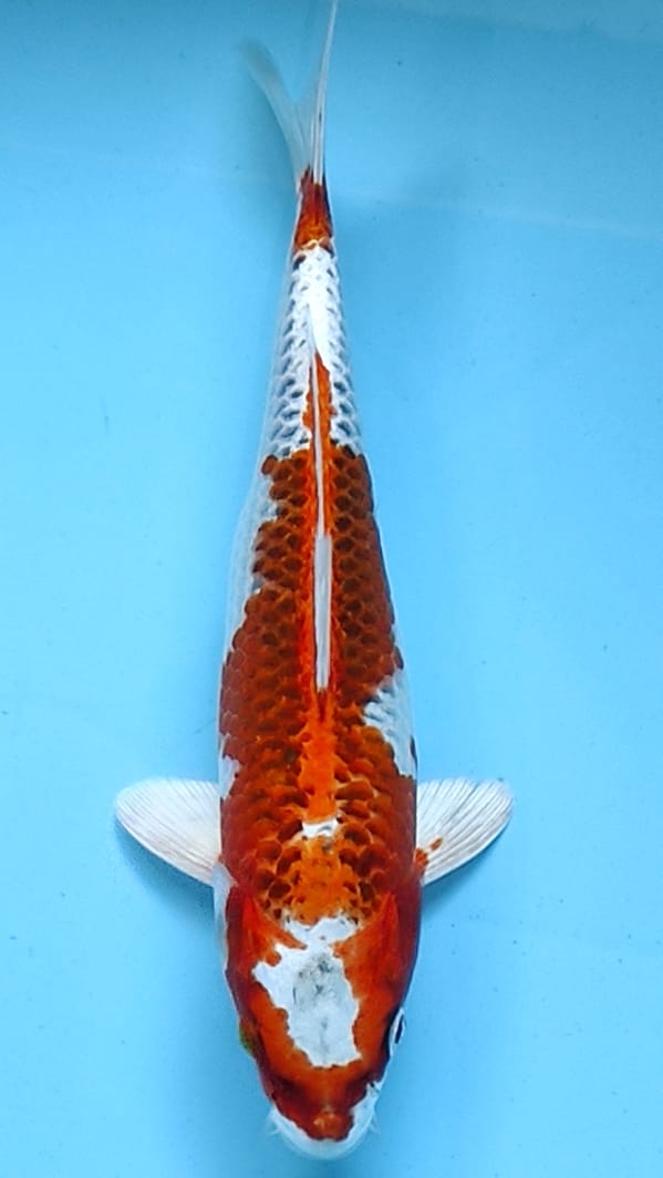 KUJAKU METALIK 25cm