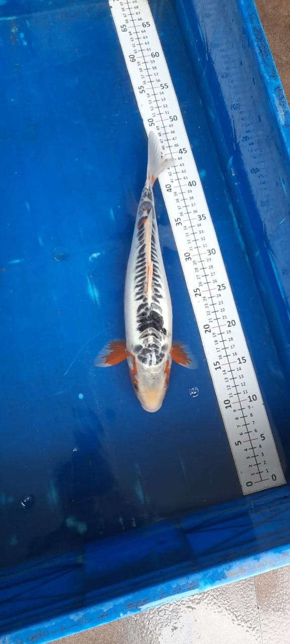 SUSUI 35cm