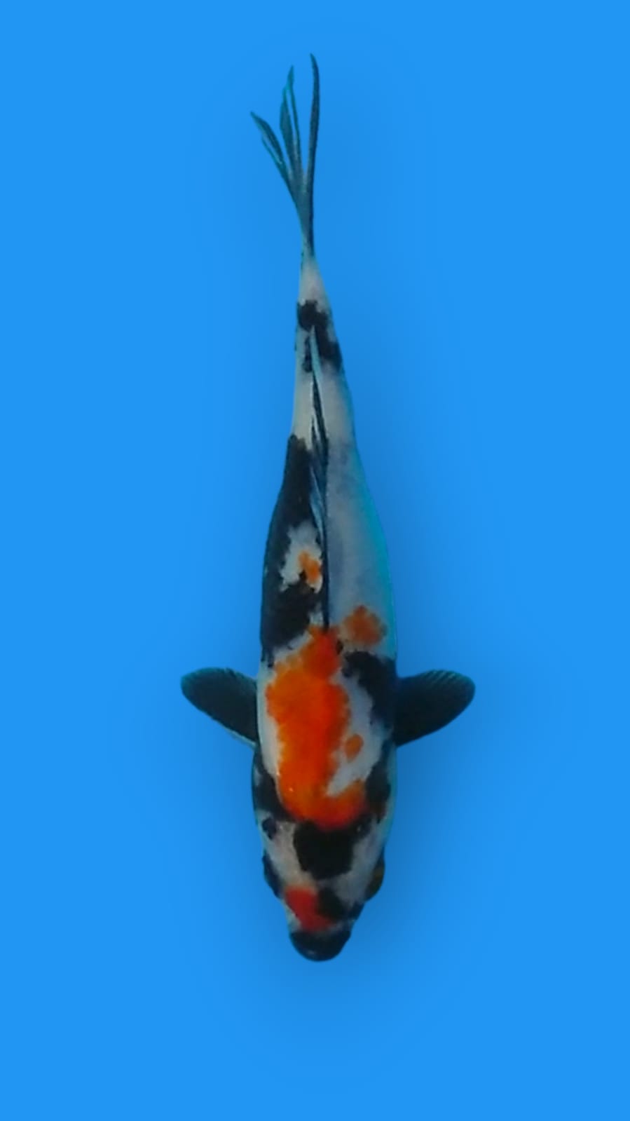 SHOWA 18cm