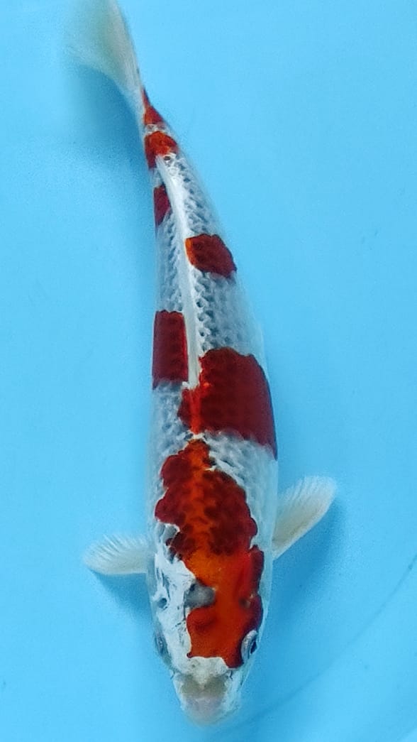 KUJAKU METALIK 34cm