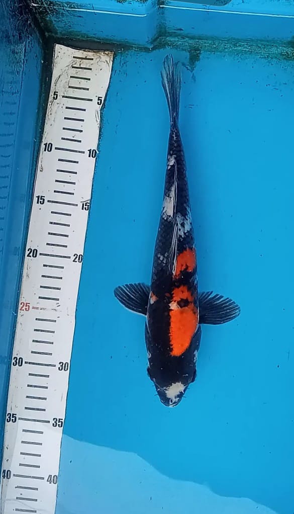 SHOWA 30cm