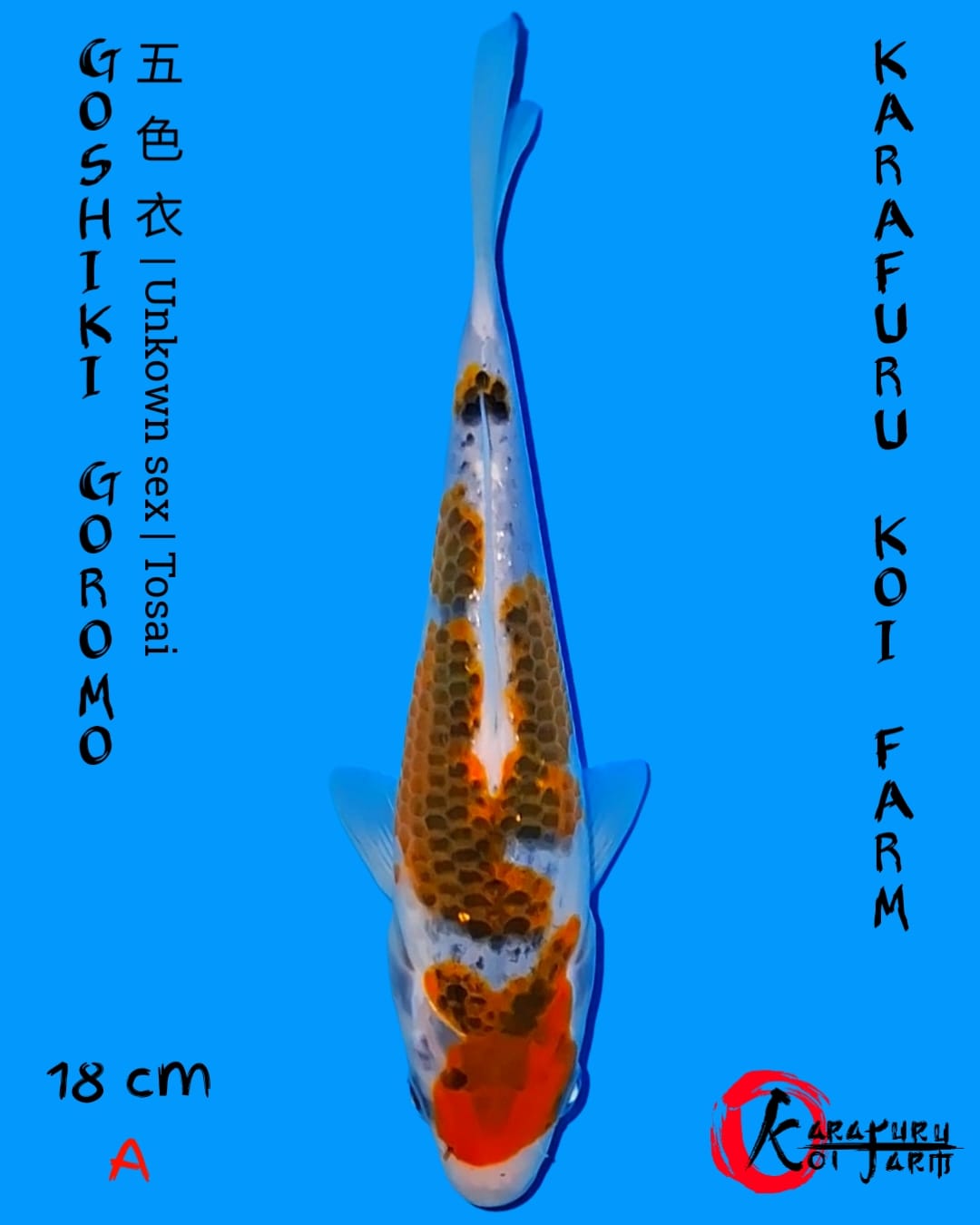 GOSHIKI GOROMO 18cm