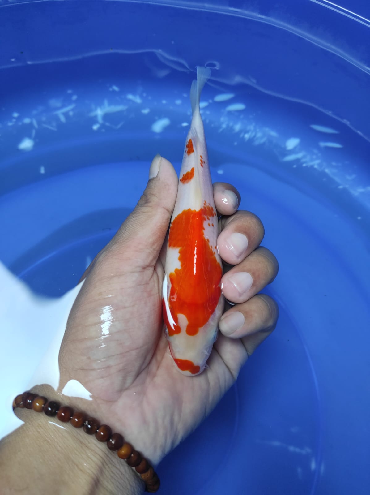 UNIQUE SAKURA KOHAKU F1 SAKAI 18cm