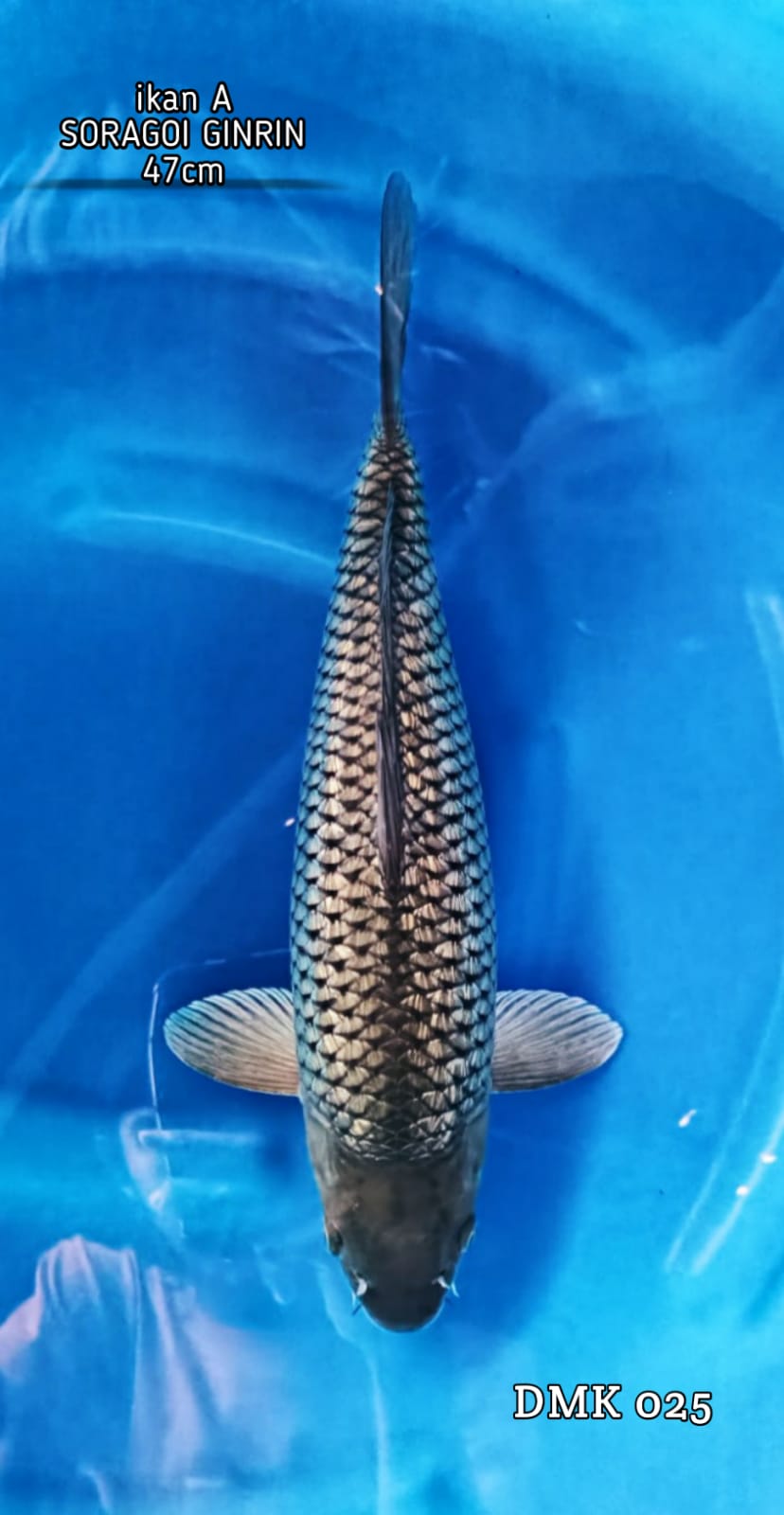 SORAGOI GINRIN 47cm