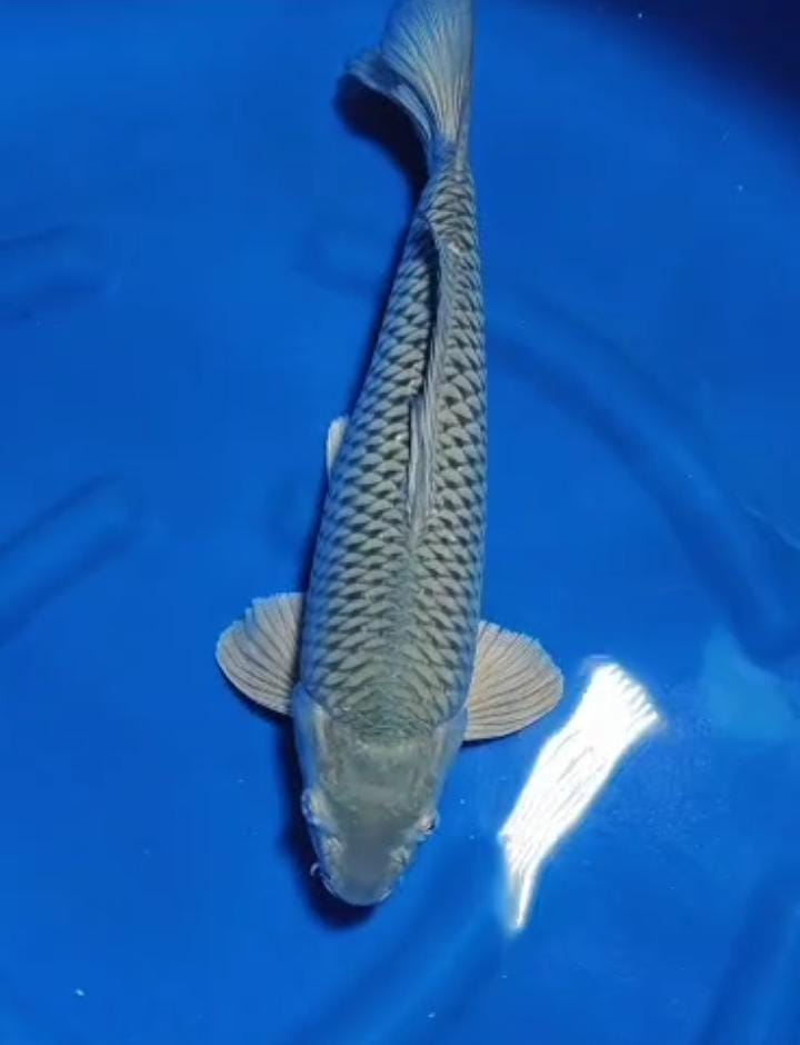 SORAGOI SUPER 46cm