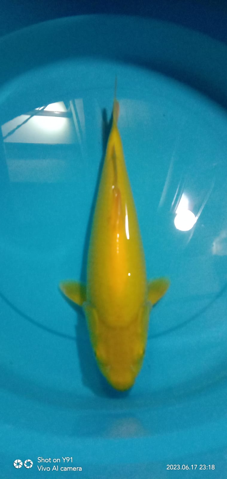 KARASHI MATA MERAH 34cm
