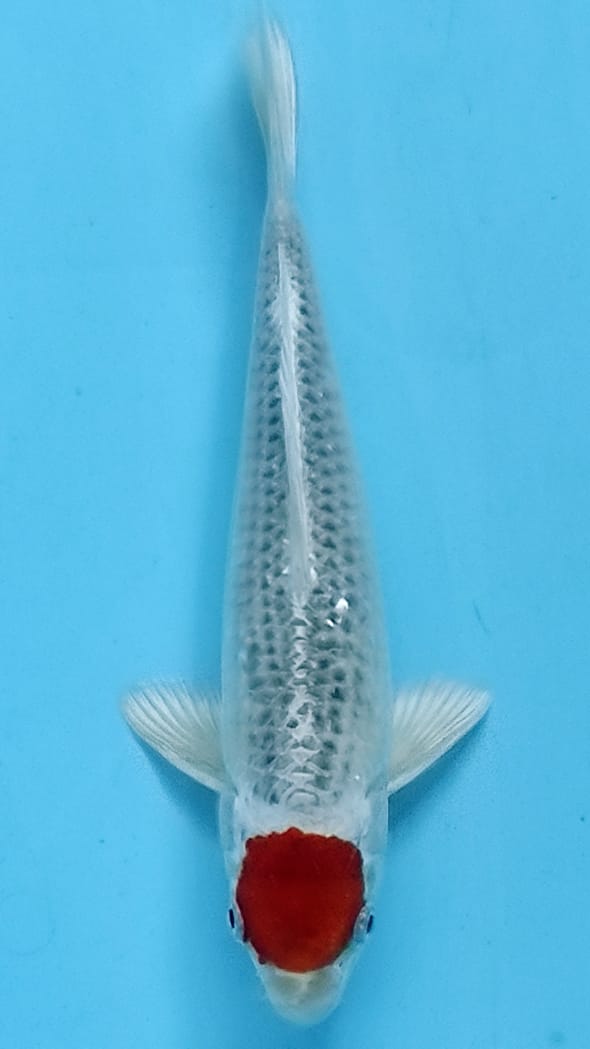 Ikan Koi TANCHO GOSIKI 30cm, lelang koi TANCHO GOSIKI 30cm, jual koi TANCHO GOSIKI 30cm, beli koi TANCHO GOSIKI 30cm, Lelang Koi Online, Jual Beli Ikan Koi, Pusat Jual Beli Koi, Info Lelang Koi Hari Ini, Platform Jual Beli Koi, Jual Beli Ikan Koi Online, Marketplace Ikan Koi, Jual Koi Terbaik, Tempat Beli Koi Berkualitas, Pasar Ikan Koi Online Terpercaya, Penjual Ikan Koi Terpercaya, Beli Koi Hias Online, Ikan Koi untuk Dijual, Koi Kualitas Terbaik, Toko Online Ikan Koi, Koi Hias Untuk Dijual, Jual Beli Ikan Koi Lokal, Koi Indonesia Online, Pusat Jual Beli Koi Terbesar