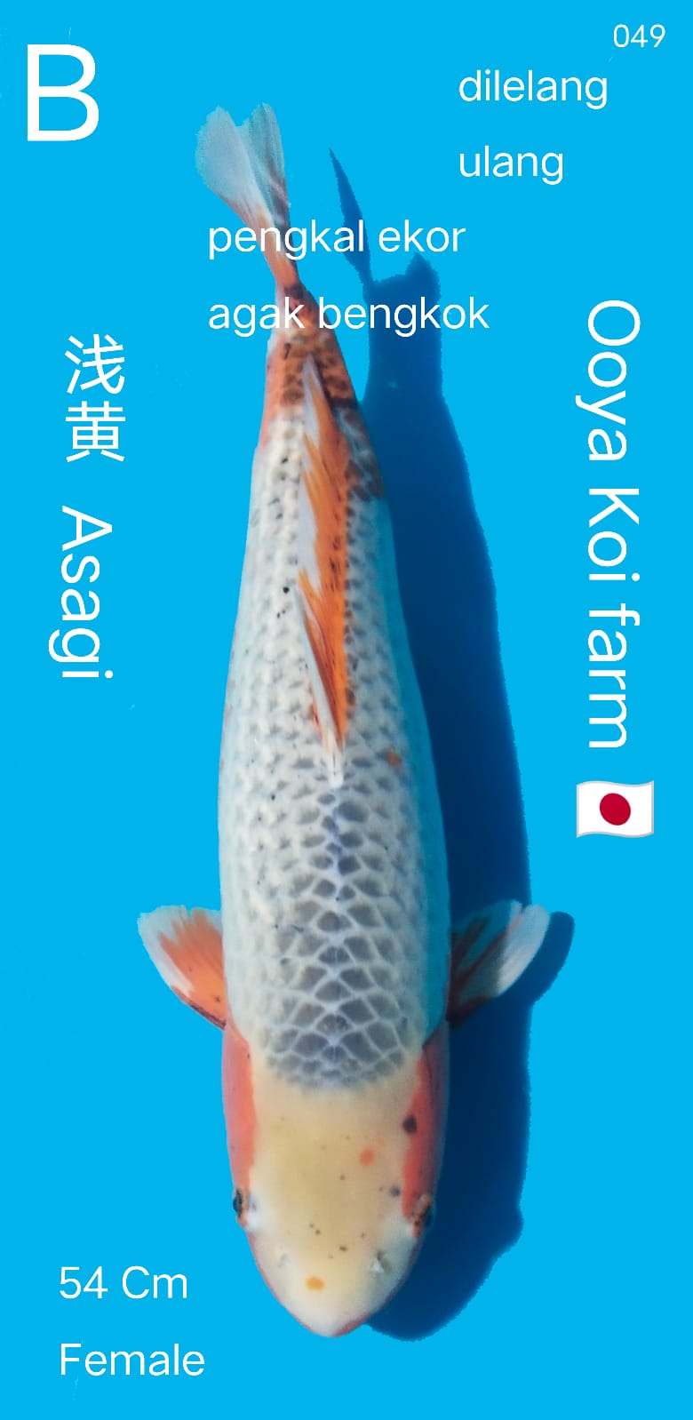 ASAGI OOYA 54cm