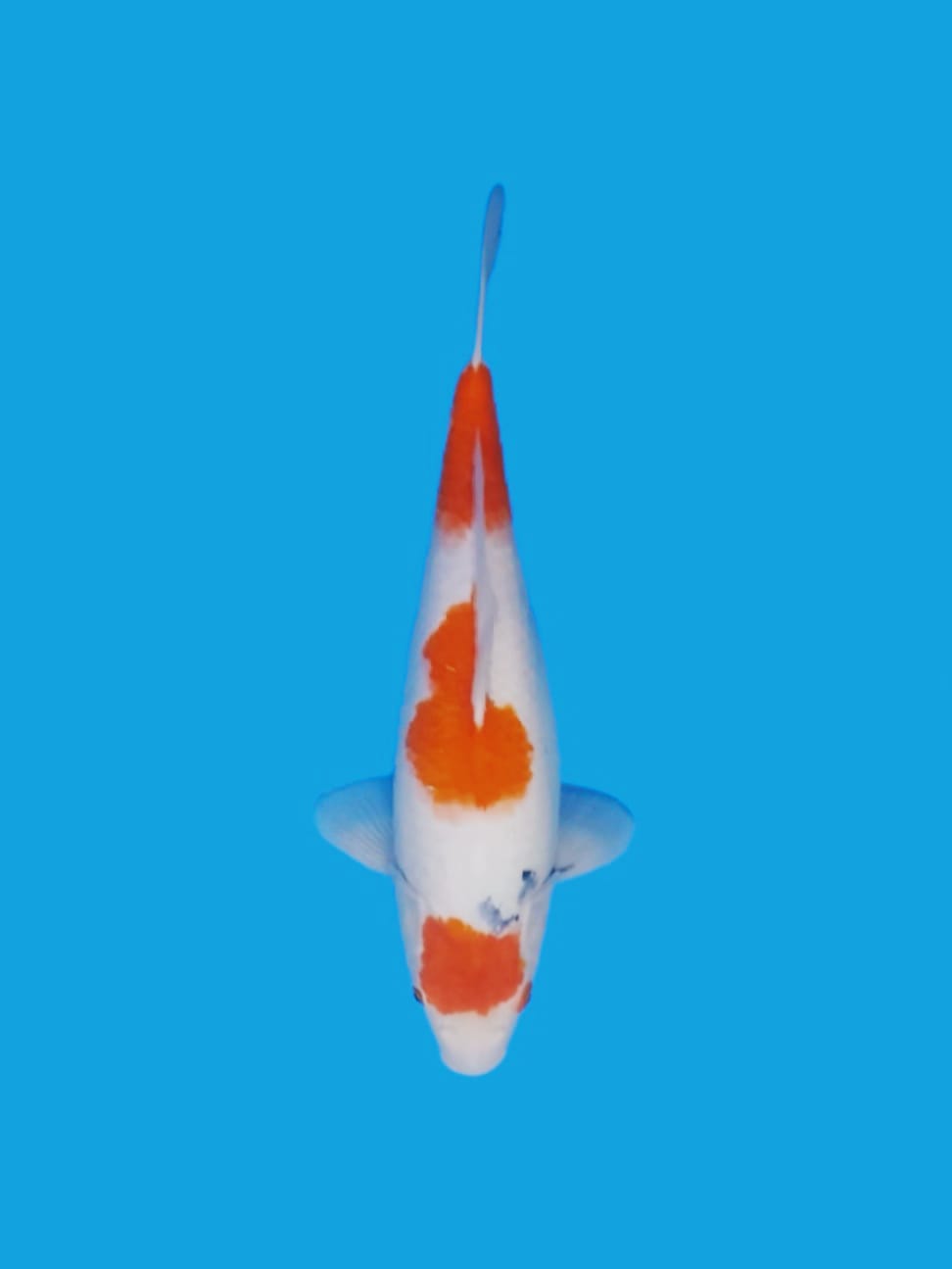 SANKE 45cm