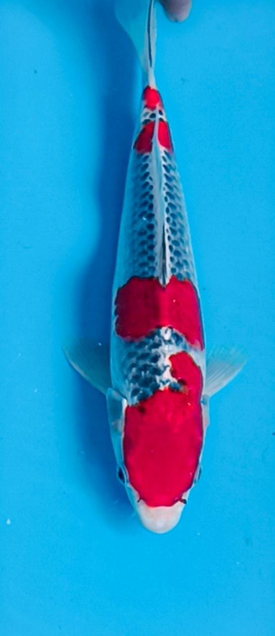 GOSHIKI 30cm