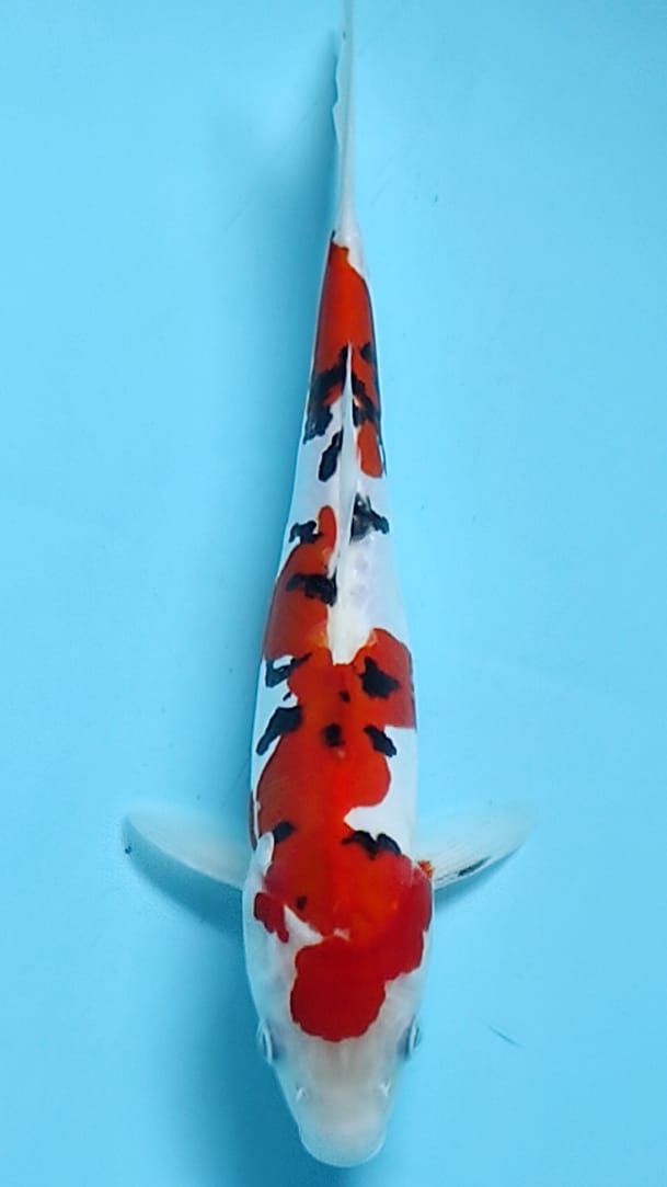 SANKE DOITSU SAKURA 27cm