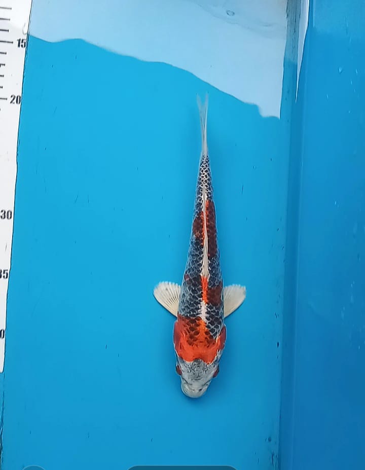 KUJAKU 25cm