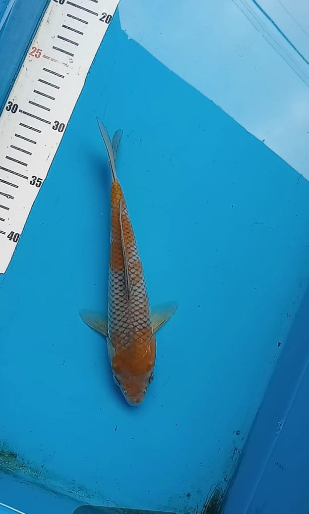 OCHIBA 24cm