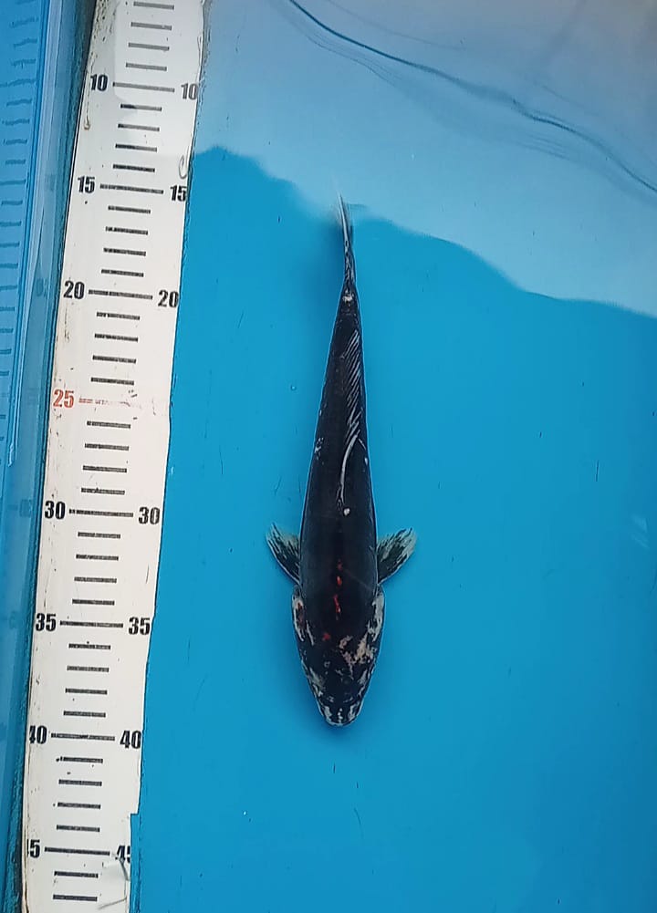 MATSUKAWABAKE 23cm