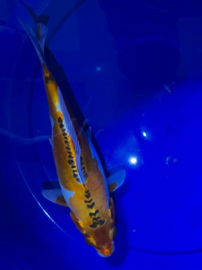 KIKORYU 28cm