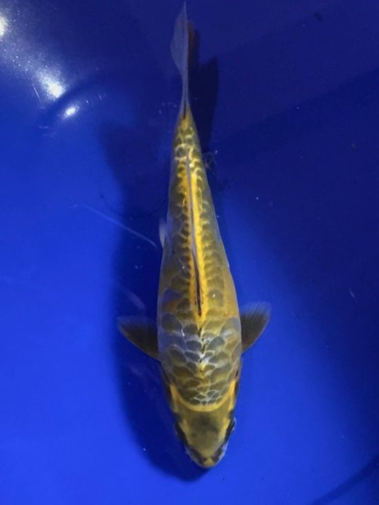 ARAGOKE 20cm