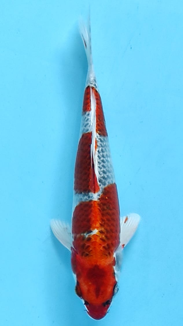 KUJAKU METALIK 30cm