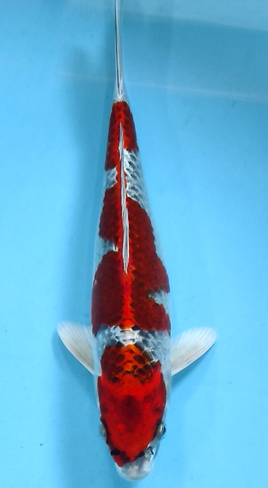 GOSIKI 3 STEP MERAH METALIK 32cm