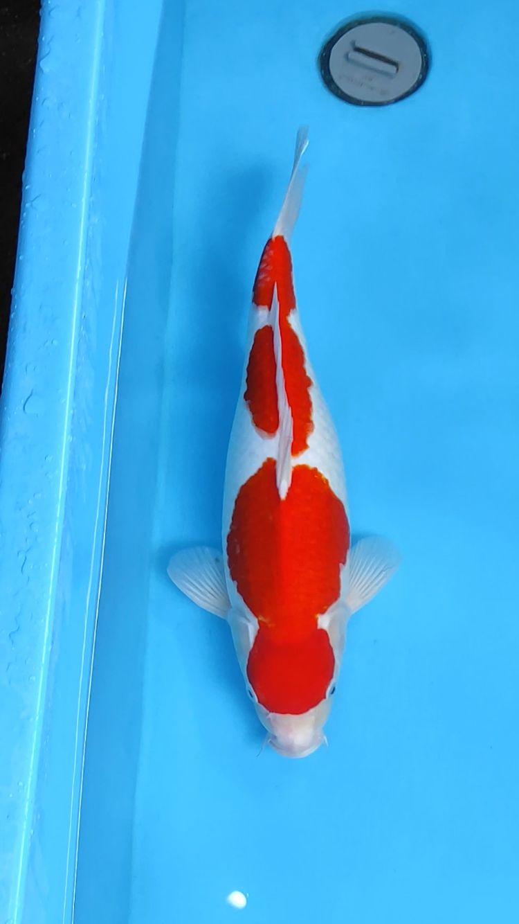 Lelang Koi Online, Jual Beli Ikan Koi, Pusat Jual Beli Koi, Info Lelang Koi Hari Ini, Platform Jual Beli Koi, Jual Beli Ikan Koi Online, Marketplace Ikan Koi, Jual Koi Terbaik, Tempat Beli Koi Berkualitas, Pasar Ikan Koi Online Terpercaya, Penjual Ikan Koi Terpercaya, Beli Koi Hias Online, Ikan Koi untuk Dijual, Koi Kualitas Terbaik, Toko Online Ikan Koi, Koi Hias Untuk Dijual, Jual Beli Ikan Koi Lokal, Koi Indonesia Online, Pusat Jual Beli Koi Terbesar