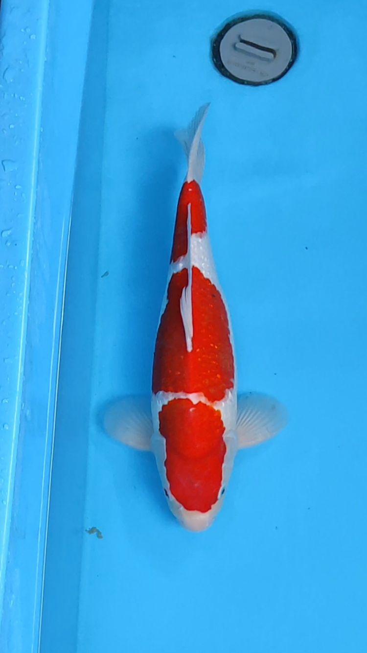 Lelang Koi Online, Jual Beli Ikan Koi, Pusat Jual Beli Koi, Info Lelang Koi Hari Ini, Platform Jual Beli Koi, Jual Beli Ikan Koi Online, Marketplace Ikan Koi, Jual Koi Terbaik, Tempat Beli Koi Berkualitas, Pasar Ikan Koi Online Terpercaya, Penjual Ikan Koi Terpercaya, Beli Koi Hias Online, Ikan Koi untuk Dijual, Koi Kualitas Terbaik, Toko Online Ikan Koi, Koi Hias Untuk Dijual, Jual Beli Ikan Koi Lokal, Koi Indonesia Online, Pusat Jual Beli Koi Terbesar