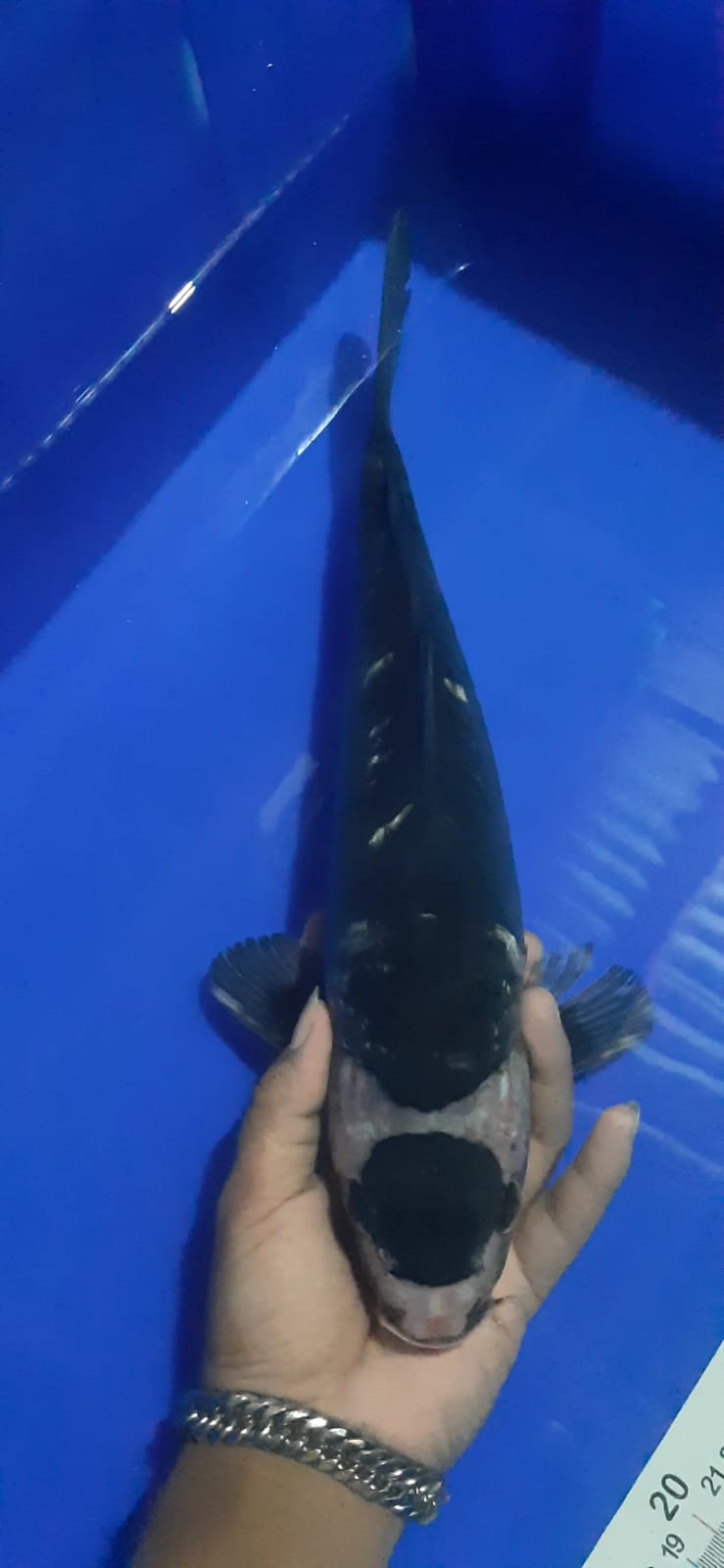 TANCHO BLACK CUTKER 36cm