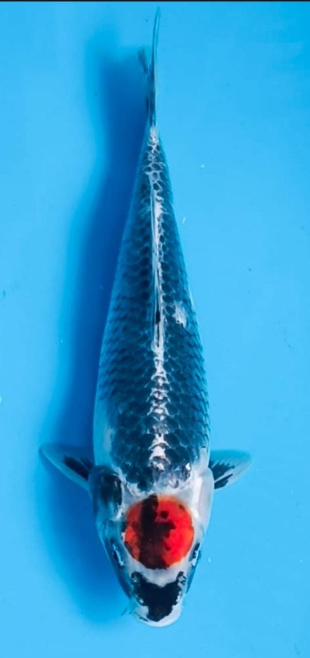 TANCHO MATSUKAWABAKE 37cm