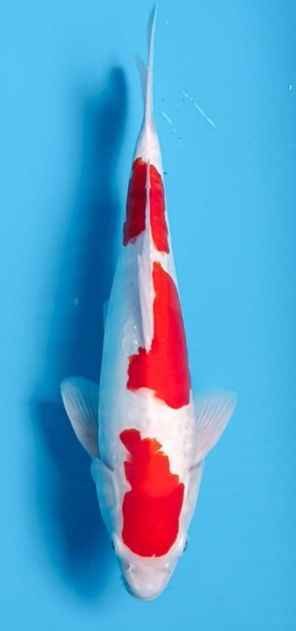KOHAKU 41cm