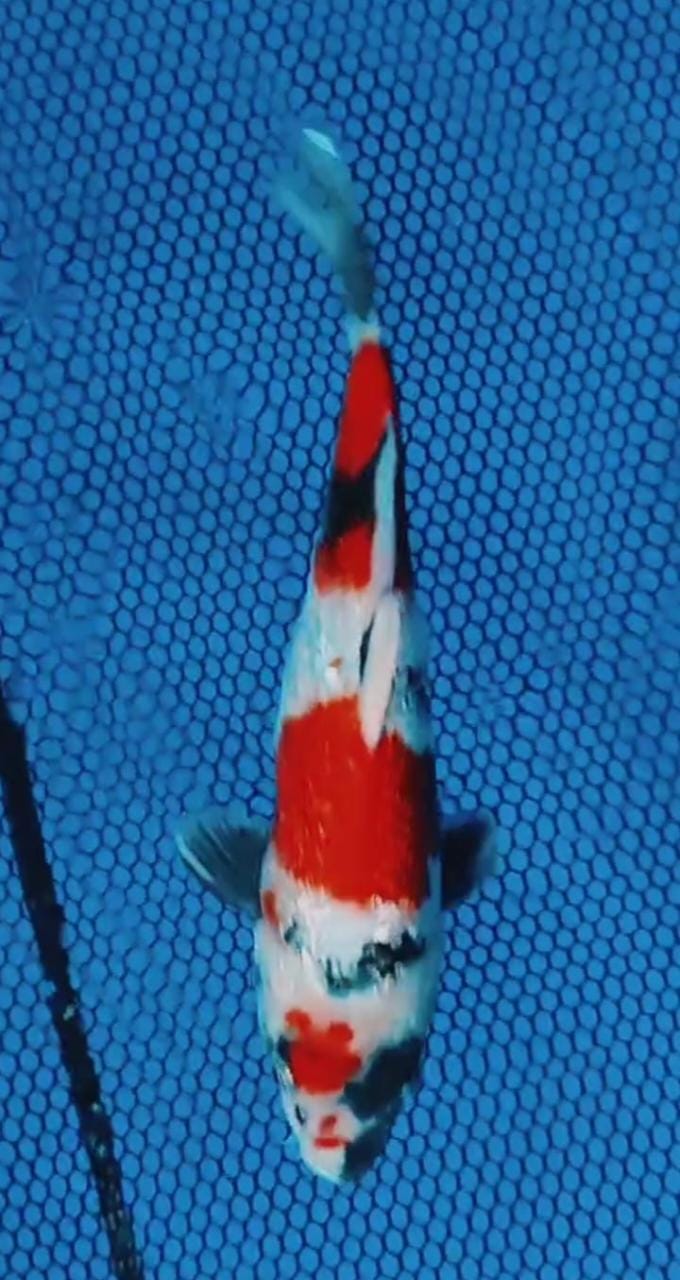 SHOWA GINRIN 30cm