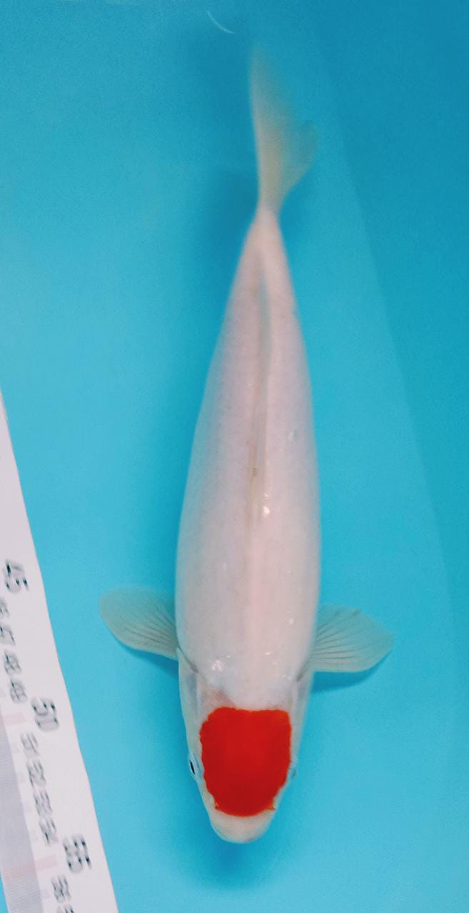TANCHO KOHAKU 30cm