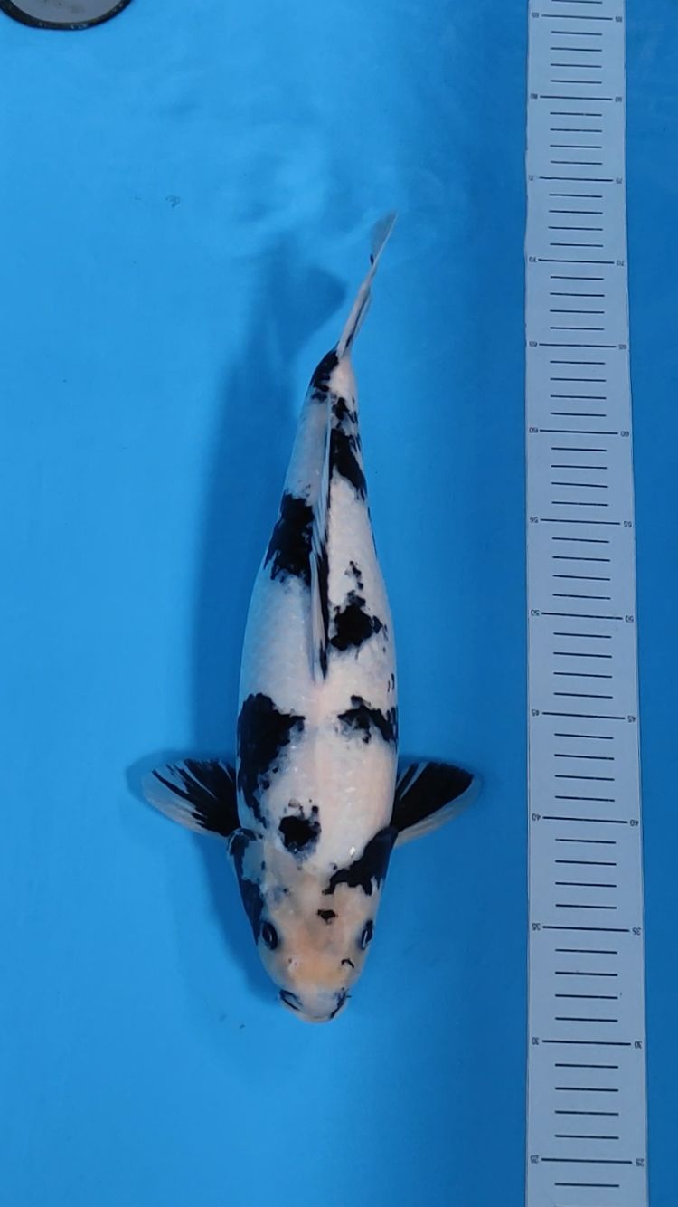 SHIRO 40cm