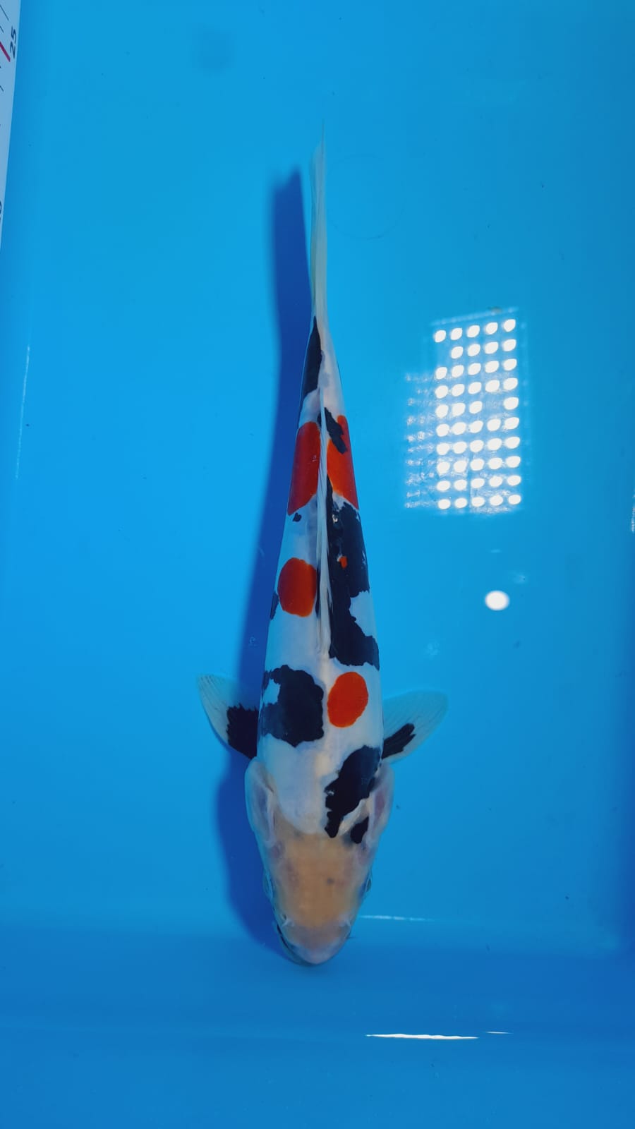 SHOWA DOITSU PUMADA 25cm