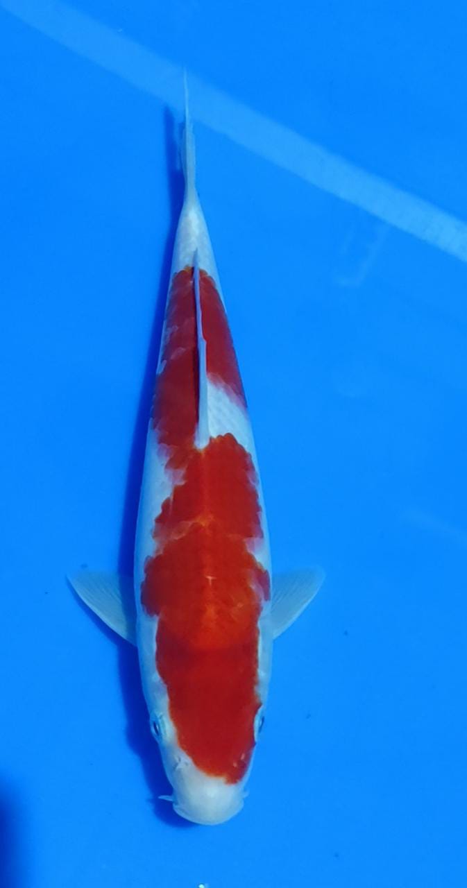KOHAKU 25cm