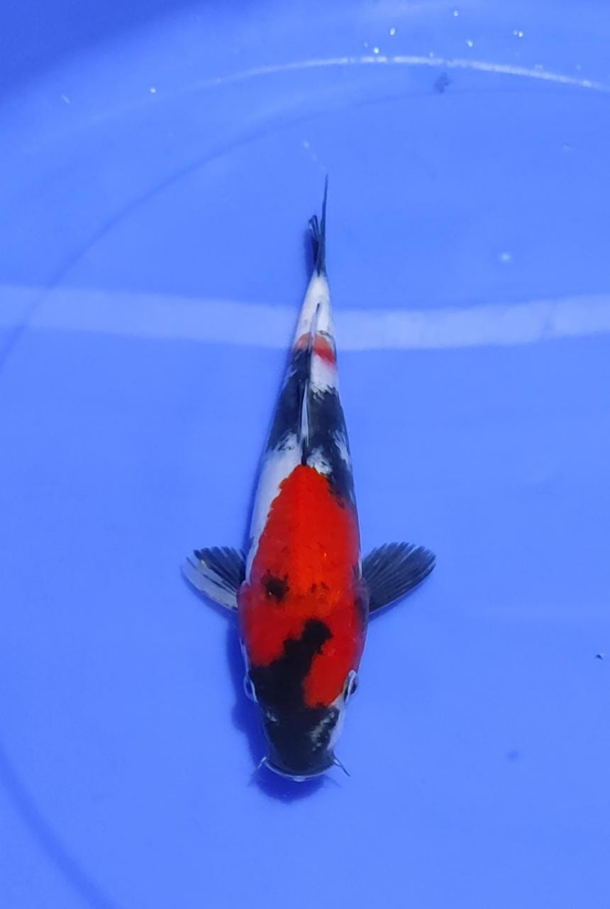 SHOWA 24cm