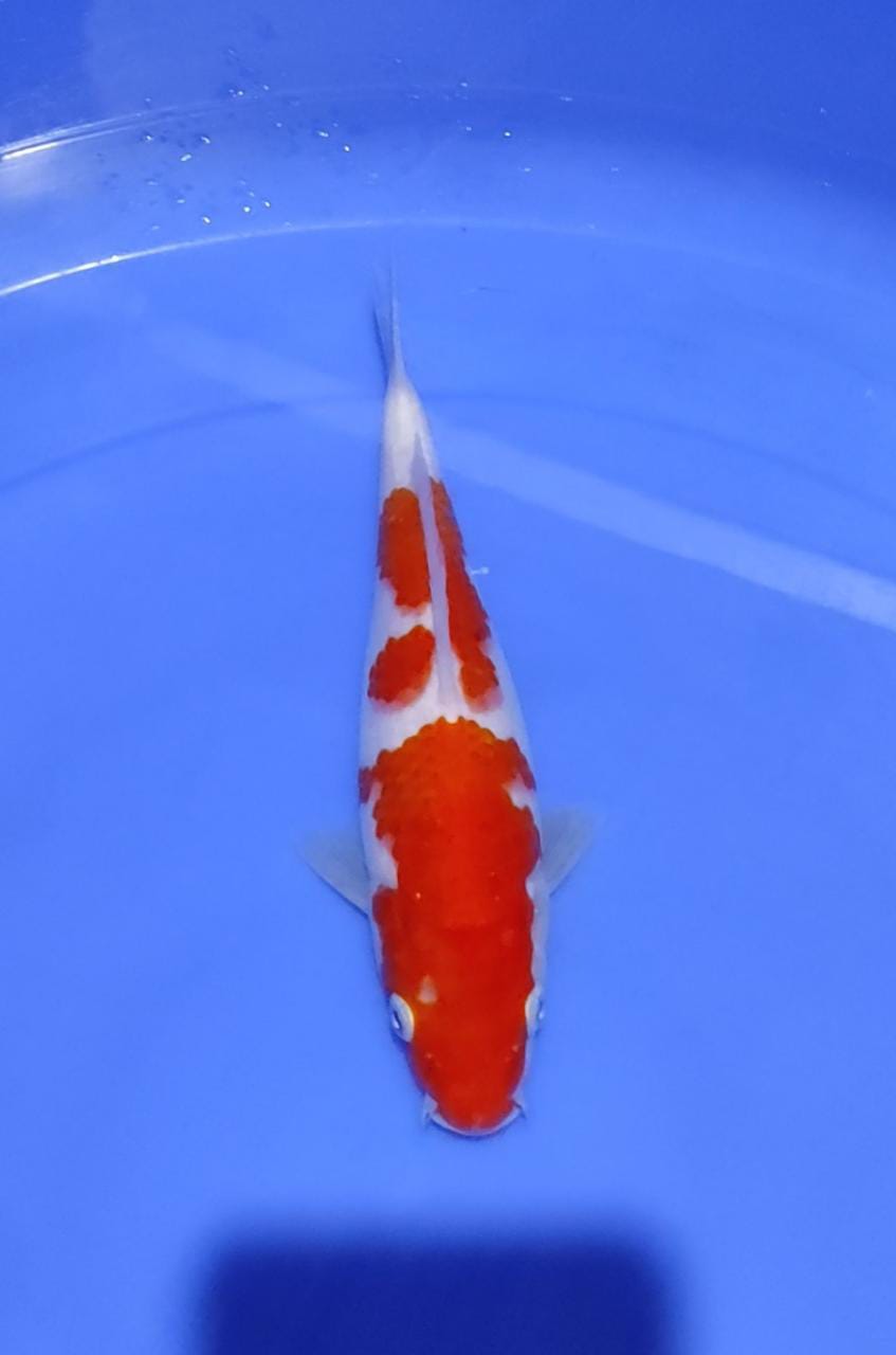 KOHAKU 23cm