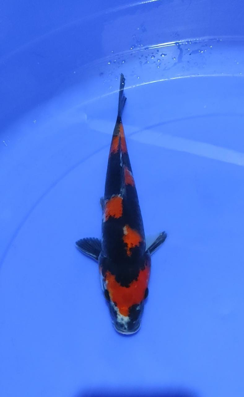 SHOWA 26cm