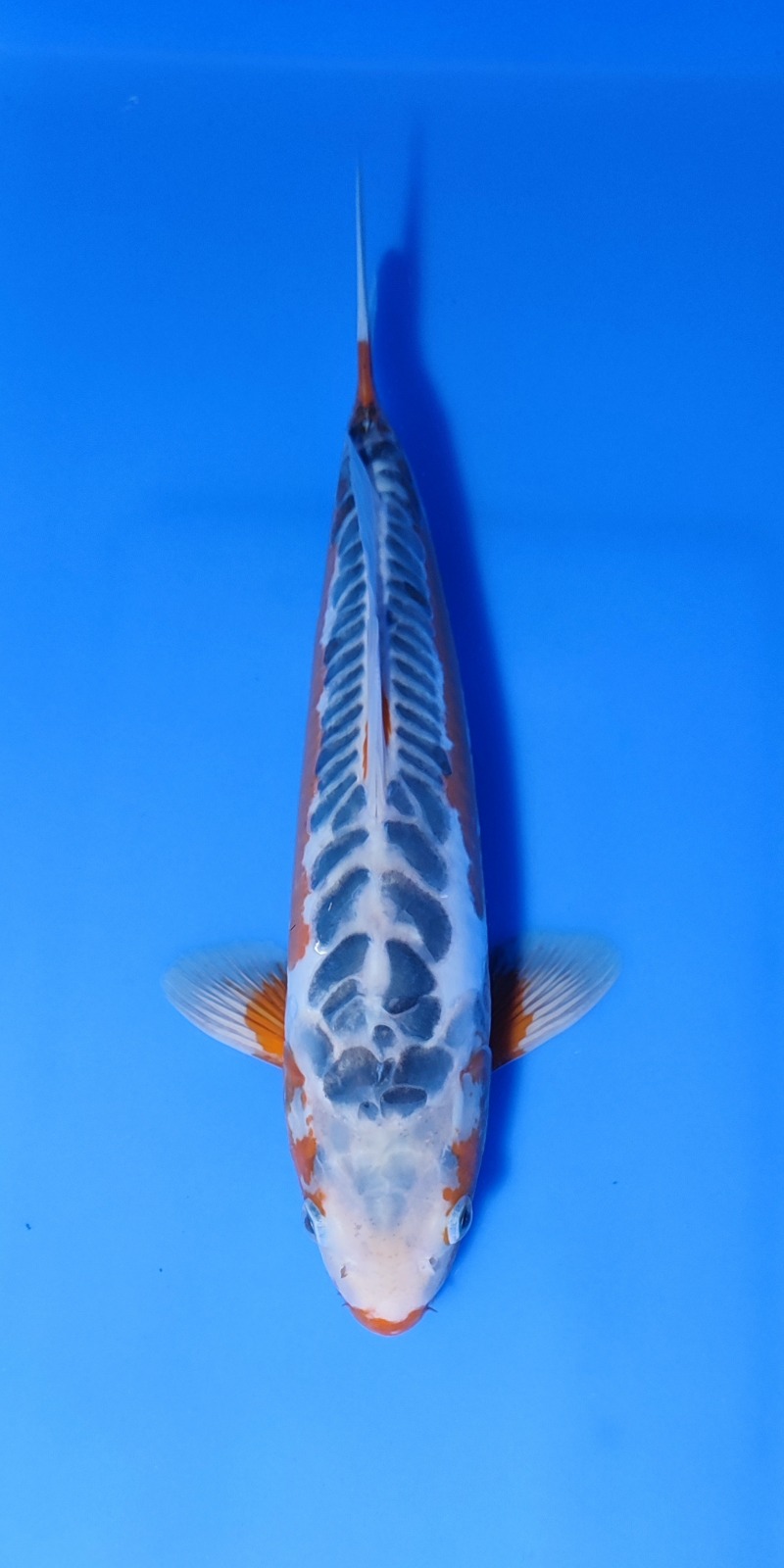 SHUSUI 37cm