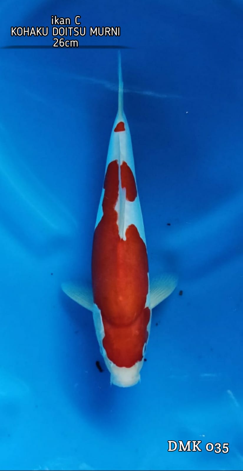 KOHAKU DOITSU MURNI BERPUNUK 26cm