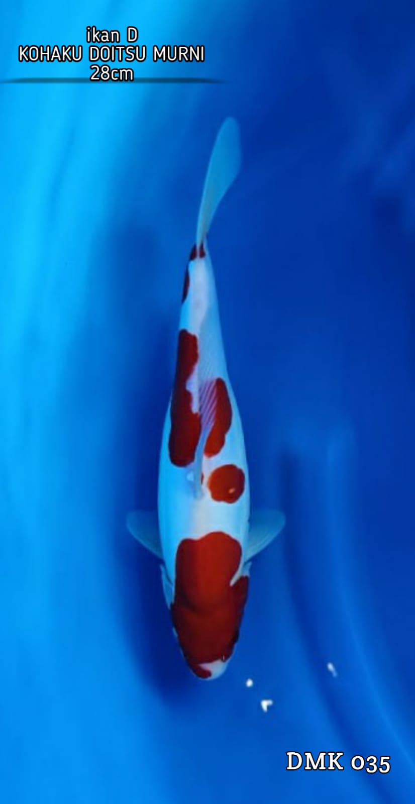 KOHAKU DOITSU MURNI BERPUNUK 28cm