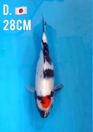 TANCHO SHOWA 28cm