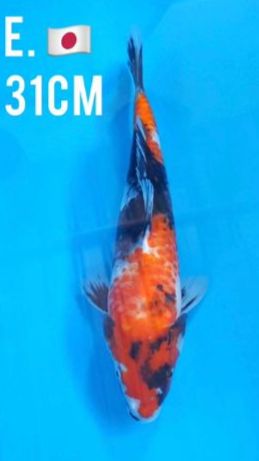 SHOWA 31cm