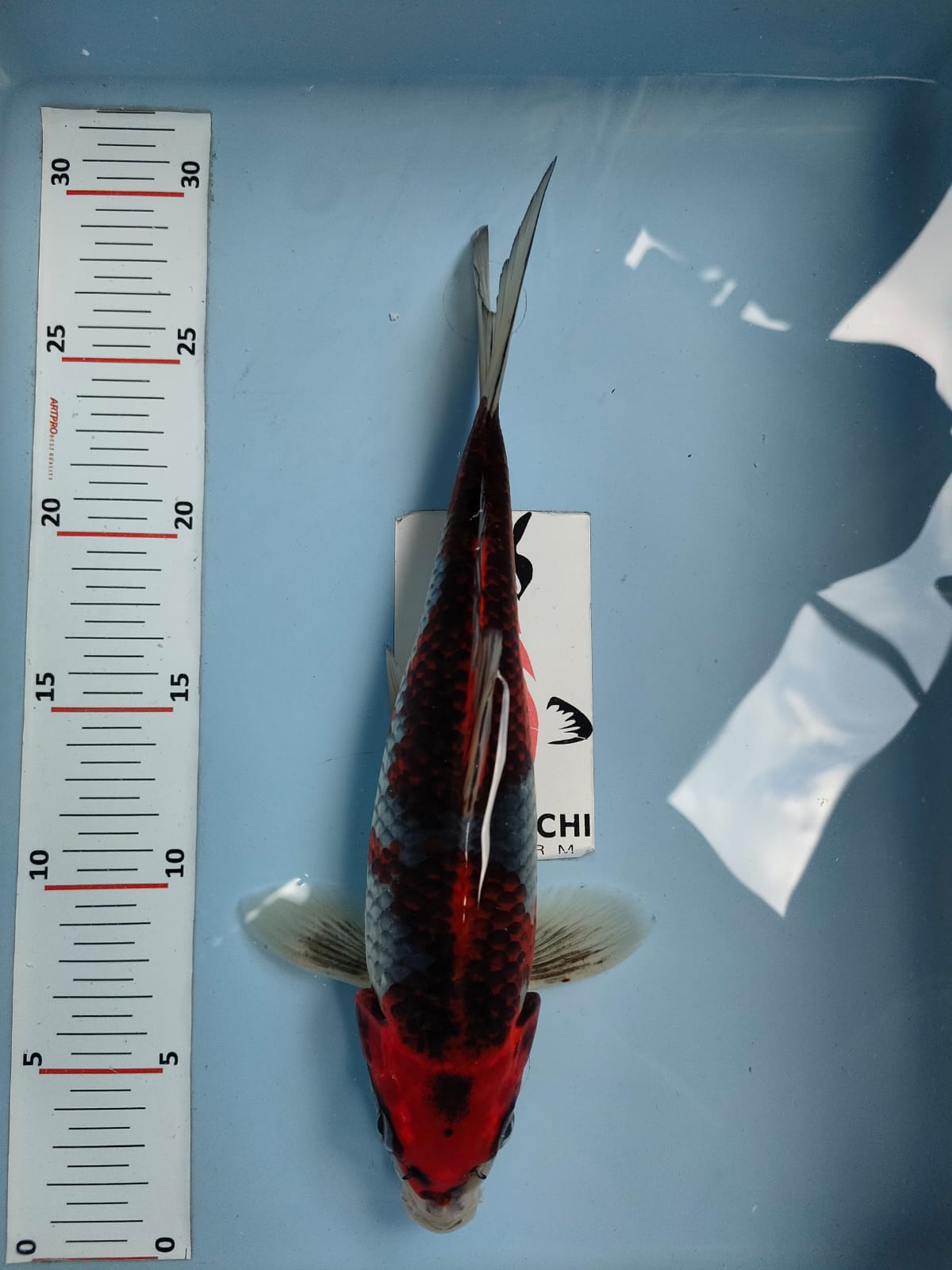 BENI GINGA 26cm
