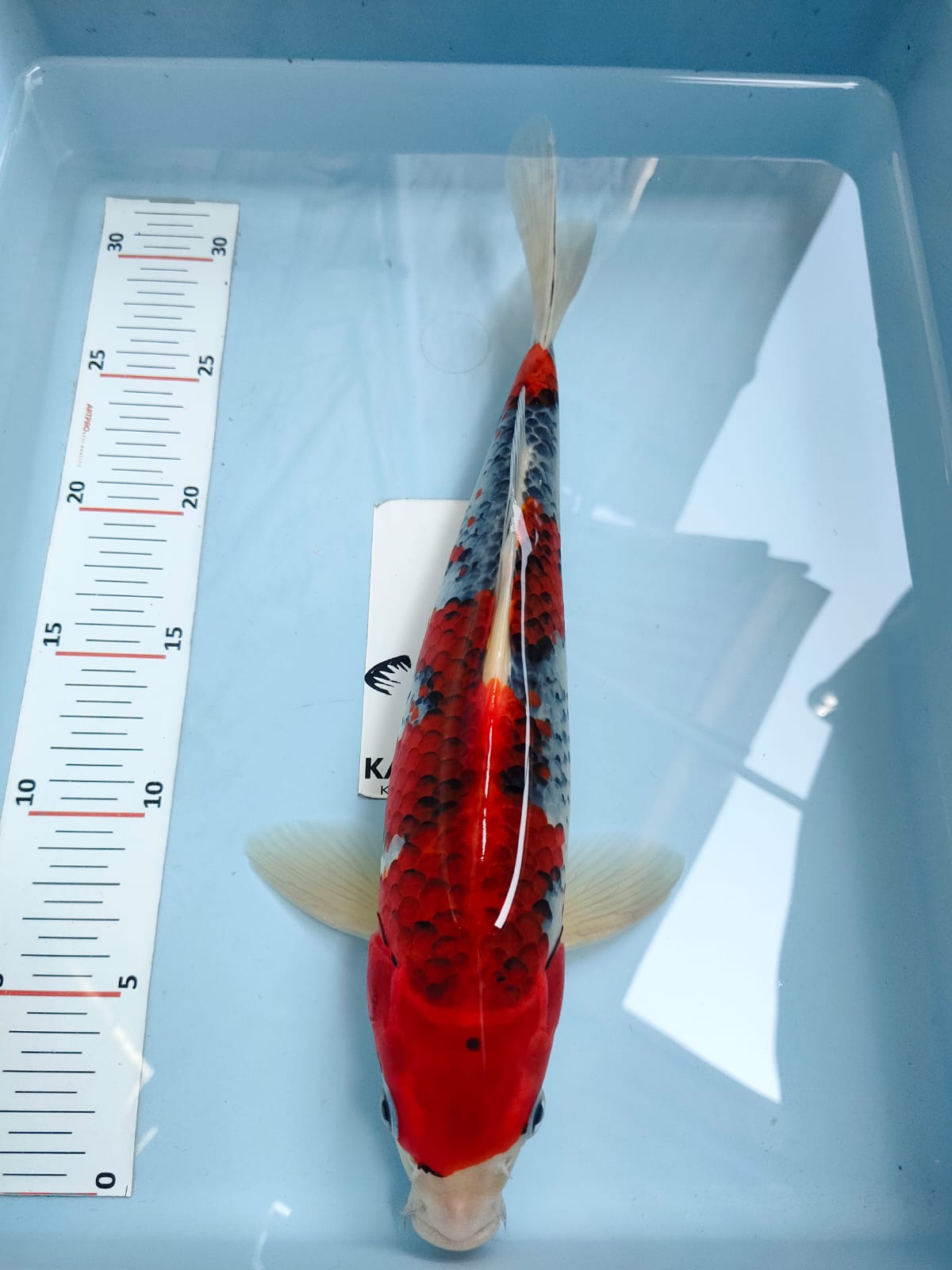 GOSHIKI 31cm