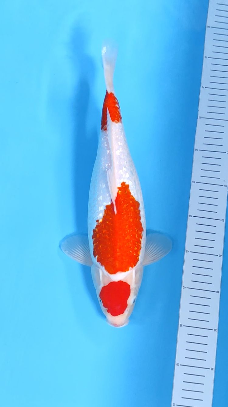 KOHAKU MARUTEN GINRIN 39cm