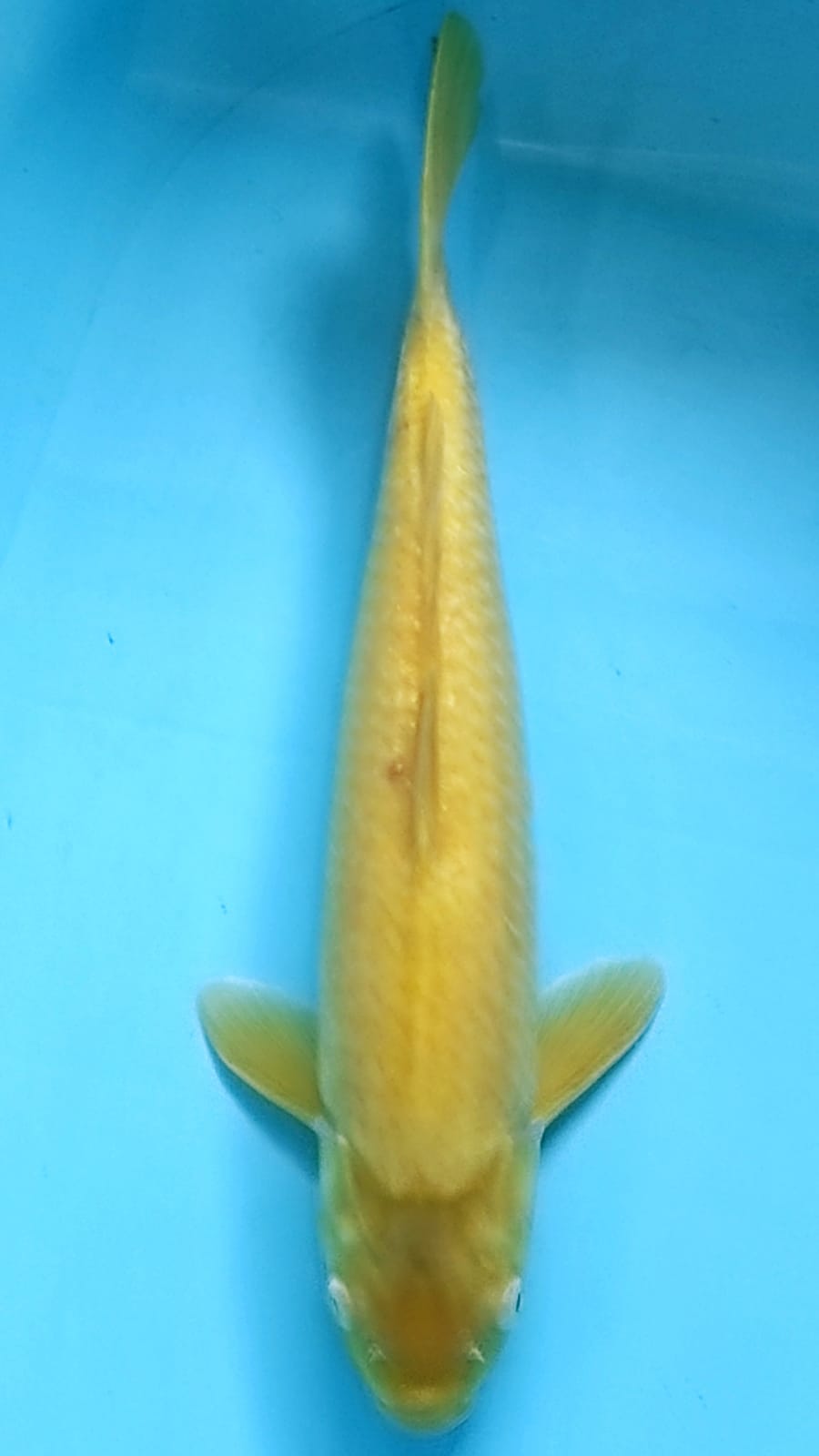 Ikan Koi KARASI LEMON MATA MERAH 49cm, lelang koi KARASI LEMON MATA MERAH 49cm, jual koi KARASI LEMON MATA MERAH 49cm, beli koi KARASI LEMON MATA MERAH 49cm, Lelang Koi Online, Jual Beli Ikan Koi, Pusat Jual Beli Koi, Info Lelang Koi Hari Ini, Platform Jual Beli Koi, Jual Beli Ikan Koi Online, Marketplace Ikan Koi, Jual Koi Terbaik, Tempat Beli Koi Berkualitas, Pasar Ikan Koi Online Terpercaya, Penjual Ikan Koi Terpercaya, Beli Koi Hias Online, Ikan Koi untuk Dijual, Koi Kualitas Terbaik, Toko Online Ikan Koi, Koi Hias Untuk Dijual, Jual Beli Ikan Koi Lokal, Koi Indonesia Online, Pusat Jual Beli Koi Terbesar