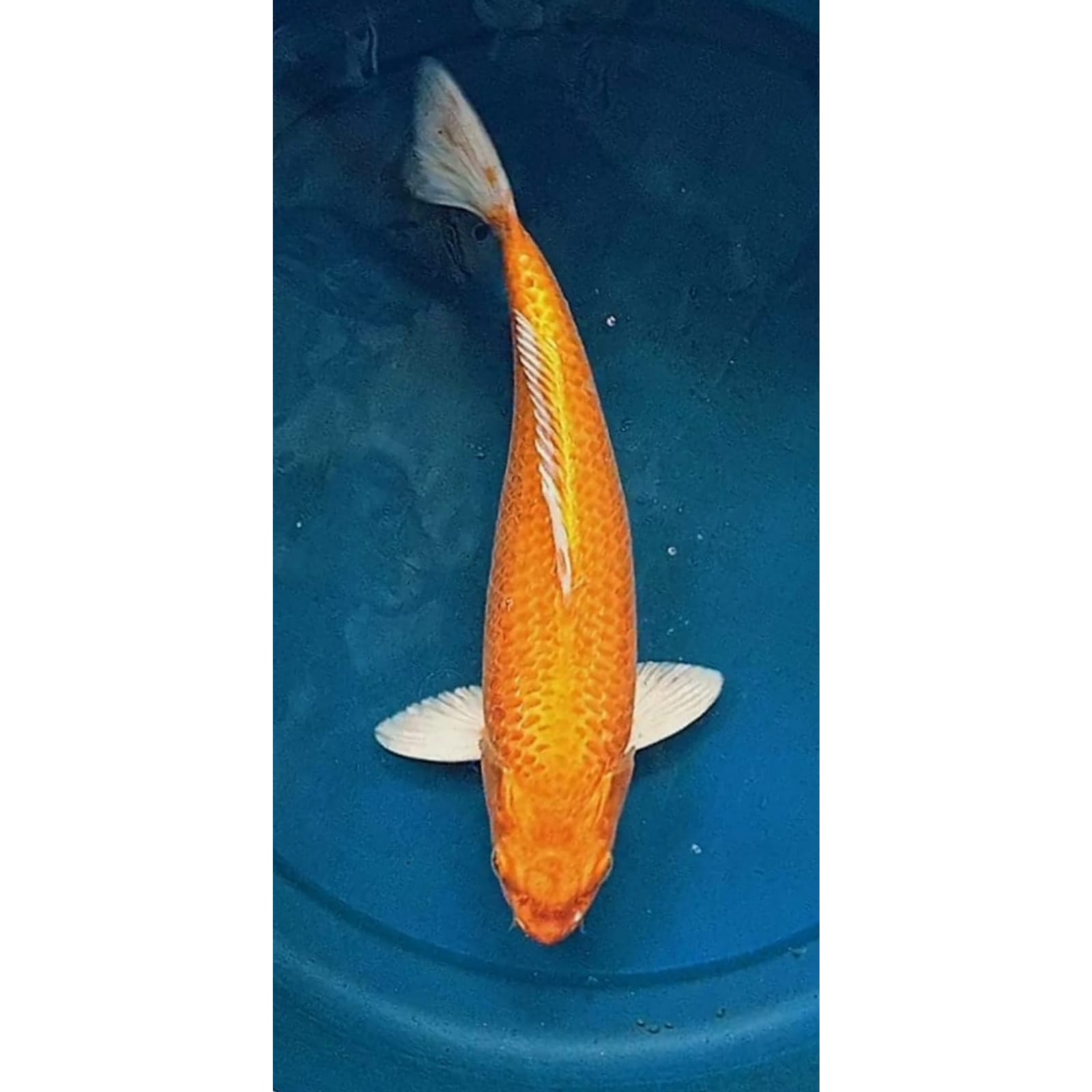 ORENJI OGON 37cm