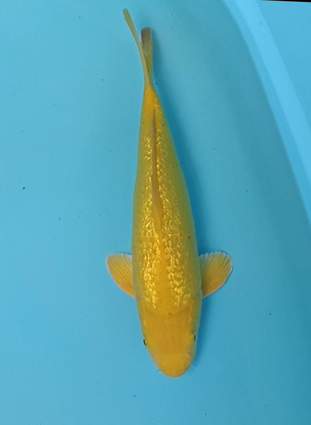 GINRIN KARASI ADA BENI MALE KHUSNUL 37cm